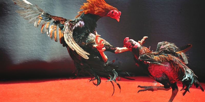 Chiến thuật chơi Đá gà SOC88 hiệu quả