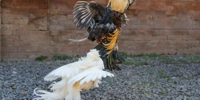 Tại sao nên chọn Đá gà SOC88